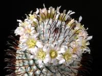 Thumbnail of 1912_Mammillaria perezdelarosae_20190414_01(1).JPG